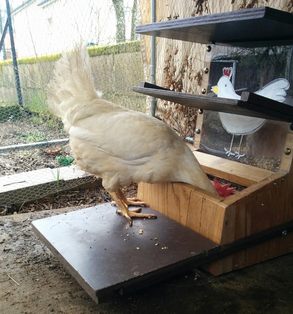 La mangeoire anti-nuisible et anti-gaspillage pour poules