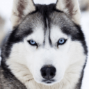 Husky