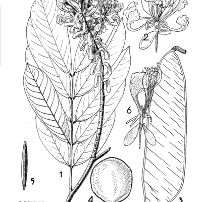 Fiches botaniques, forestières, industrielles et commerciales : Ebiara, Bois et Forets des Tropiques, volume 14, 1950