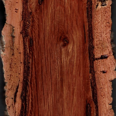 Specimen de branche d'un arbre mort sur pied. Le bois est nettement plus sombre