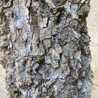 Abbaye de Fonfroide. Vieux spécimen