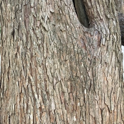 Très vieux specimen en l’abbaye de Fonfroide